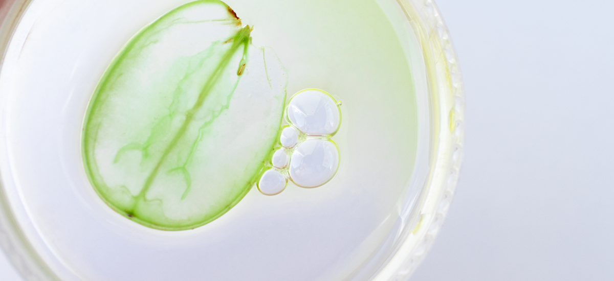 Ingredients - Grapeseed Oil