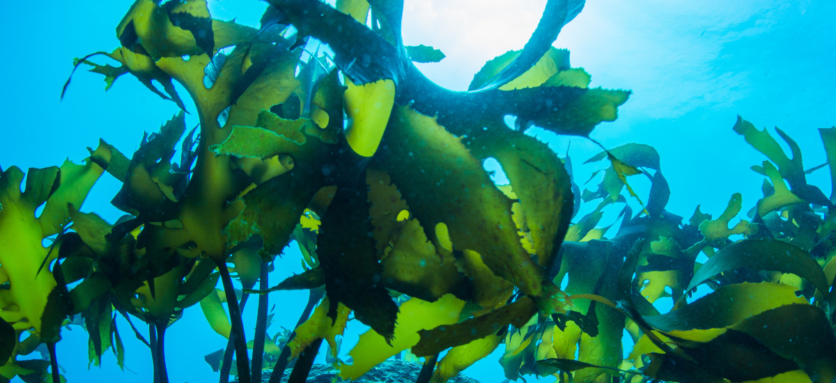 Ingredients - Green Seaweed