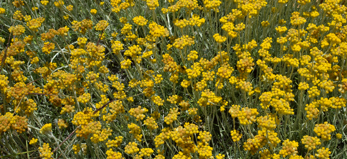 Ingredients - Helichrysum Stoechas Extract