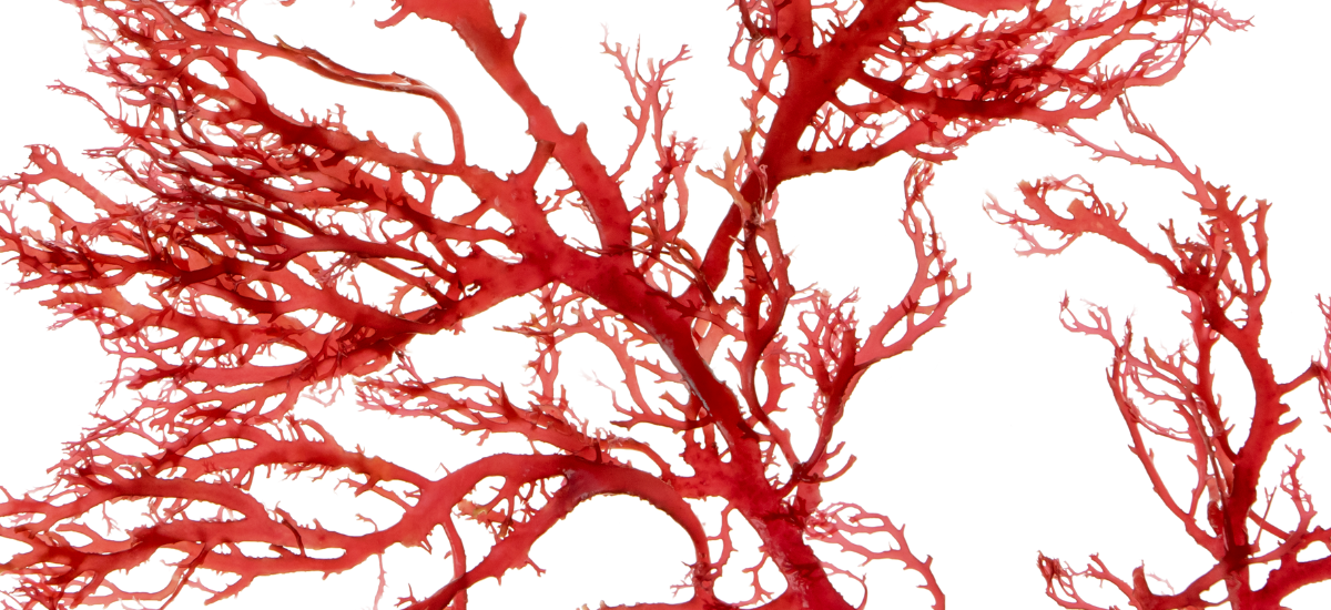 Ingredients - Red Algae