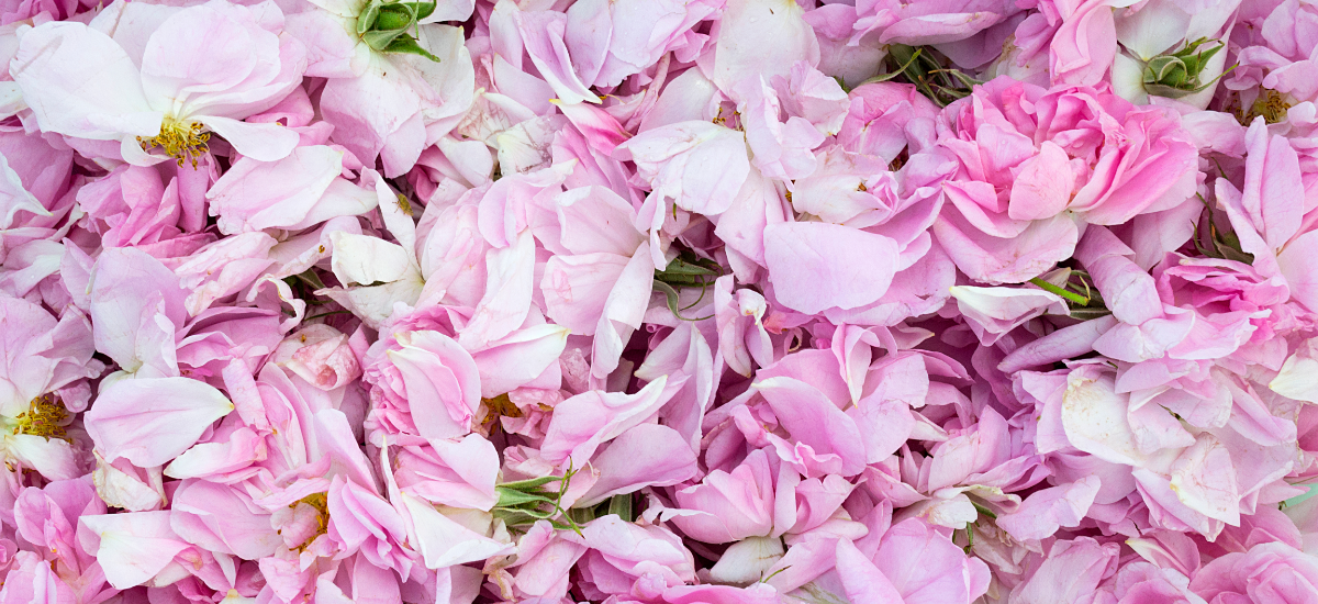 Ingredients - Rose Damascena
