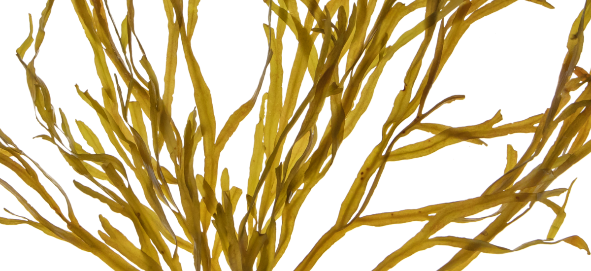 Ingredients - Golden Seaweed