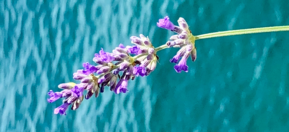 Ingredients - Sea Lavender Water